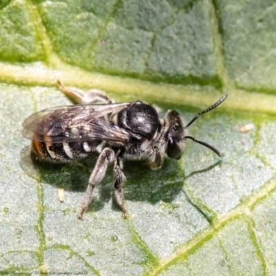 Lipotriches (Austronomia) australica at Acton, ACT - 9 Mar 2021 by Roger