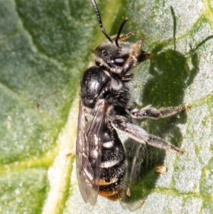 Lipotriches (Austronomia) australica at Acton, ACT - 9 Mar 2021