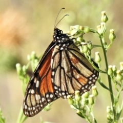 Danaus plexippus (Monarch) at Molonglo Valley, ACT - 9 Mar 2021 by JohnBundock