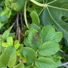 Unidentified Parasitic wasp (numerous families) at Hackett, ACT - 8 Mar 2021 by Fefifofum