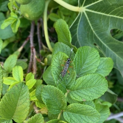 Xanthocryptus novozealandicus (Lemon tree borer parasite wasp) at Hackett, ACT - 9 Mar 2021 by Fefifofum