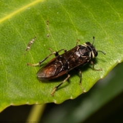 Pergagrapta sp. (genus) (A sawfly) at ANBG - 8 Mar 2021 by Roger