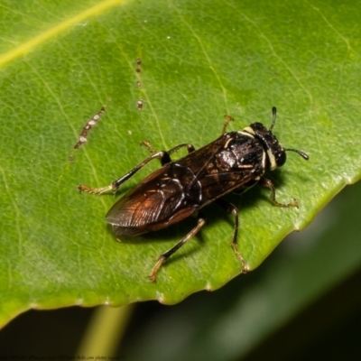 Pergagrapta sp. (genus) (A sawfly) at Downer, ACT - 8 Mar 2021 by Roger