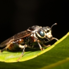 Pergagrapta sp. (genus) at Downer, ACT - 9 Mar 2021