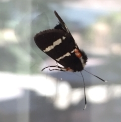 Hecatesia fenestrata (Common Whistling Moth) at Aranda, ACT - 6 Mar 2021 by Jubeyjubes
