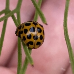 Harmonia conformis (Common Spotted Ladybird) at Aranda, ACT - 8 Mar 2021 by Jubeyjubes