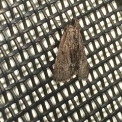 Spectrotrota fimbrialis (A Pyralid moth) at Aranda, ACT - 28 Feb 2021 by Jubeyjubes