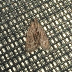 Spectrotrota fimbrialis at Aranda, ACT - 28 Feb 2021