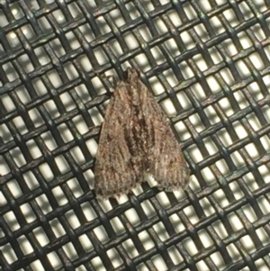 Spectrotrota fimbrialis at Aranda, ACT - 28 Feb 2021