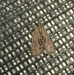 Spectrotrota fimbrialis at Aranda, ACT - 28 Feb 2021