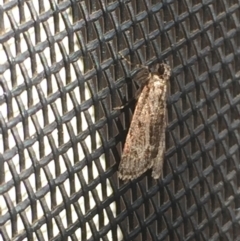 Spectrotrota fimbrialis at Aranda, ACT - 28 Feb 2021