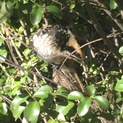 Eudynamys orientalis (Pacific Koel) at Aranda, ACT - 26 Feb 2021 by Jubeyjubes