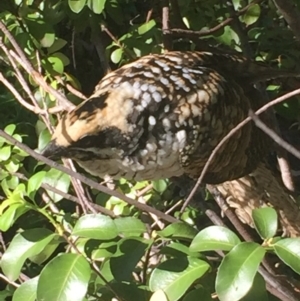 Eudynamys orientalis at Aranda, ACT - 26 Feb 2021