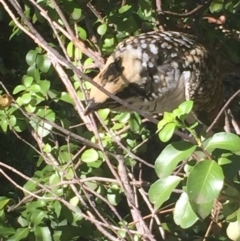 Eudynamys orientalis at Aranda, ACT - 26 Feb 2021