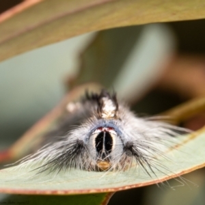 Porela delineata at Bruce, ACT - 8 Mar 2021 10:38 AM