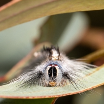 Porela delineata (Lined Porela) at Bruce, ACT - 8 Mar 2021 by Roger