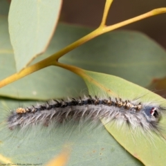 Porela delineata at Bruce, ACT - 8 Mar 2021 10:38 AM