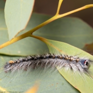 Porela delineata at Bruce, ACT - 8 Mar 2021 10:38 AM