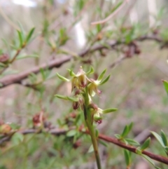 Corunastylis cornuta (Horned Midge Orchid) at Jerrabomberra, NSW - 8 Mar 2021 by krea