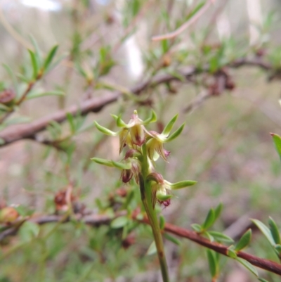 Corunastylis cornuta (Horned Midge Orchid) at Jerrabomberra, NSW - 8 Mar 2021 by krea