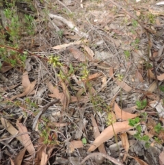 Corunastylis cornuta at Jerrabomberra, NSW - suppressed