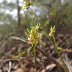 Corunastylis cornuta at Jerrabomberra, NSW - suppressed