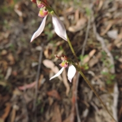 Eriochilus cucullatus (Parson's Bands) at Jerrabomberra, NSW - 8 Mar 2021 by krea