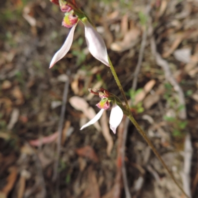 Eriochilus cucullatus (Parson's Bands) at Mount Jerrabomberra QP - 8 Mar 2021 by krea