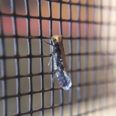 Monopis crocicapitella (Bird Nest Moth) at Turner, ACT - 5 Mar 2021 by Angus44