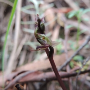 Acianthus exsertus at Jerrabomberra, NSW - 8 Mar 2021