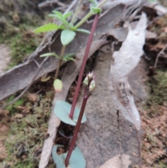 Acianthus exsertus at Jerrabomberra, NSW - 8 Mar 2021