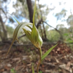 Diplodium ampliatum (Large Autumn Greenhood) at Mount Jerrabomberra - 8 Mar 2021 by krea