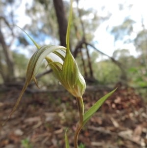 Diplodium ampliatum at Jerrabomberra, NSW - suppressed