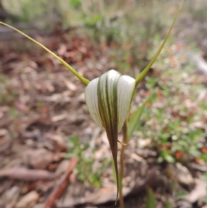 Diplodium ampliatum at Jerrabomberra, NSW - suppressed