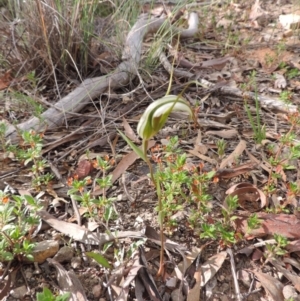 Diplodium ampliatum at Jerrabomberra, NSW - suppressed