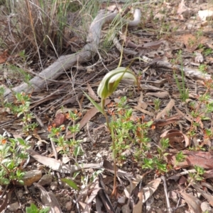 Diplodium ampliatum at Jerrabomberra, NSW - 8 Mar 2021