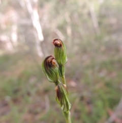 Speculantha rubescens (Blushing Tiny Greenhood) at Mount Jerrabomberra QP - 8 Mar 2021 by krea