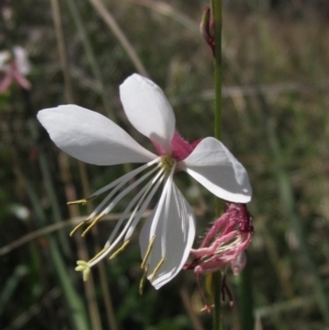 Oenothera lindheimeri at Macgregor, ACT - 9 Mar 2021