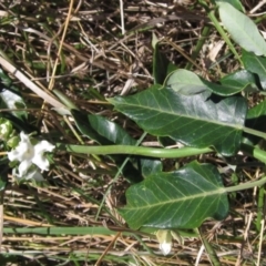 Araujia sericifera (Moth Plant) at Macgregor, ACT - 9 Mar 2021 by pinnaCLE