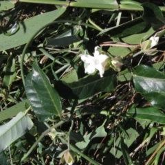 Araujia sericifera at Macgregor, ACT - 9 Mar 2021