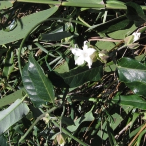 Araujia sericifera at Macgregor, ACT - 9 Mar 2021 03:01 PM