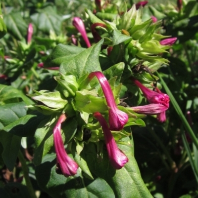 Mirabilis jalapa (Four O'clock Plant or Marvel of Peru) at Latham, ACT - 9 Mar 2021 by pinnaCLE