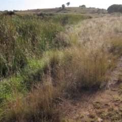 Eragrostis curvula (African Lovegrass) at Dunlop, ACT - 6 Mar 2021 by pinnaCLE