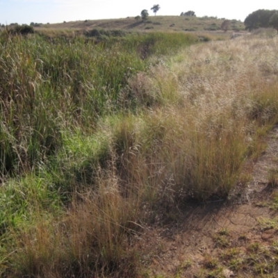 Eragrostis curvula (African Lovegrass) at Dunlop, ACT - 6 Mar 2021 by pinnaCLE