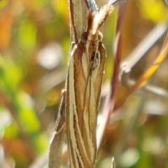 Hednota species near grammellus (Pyralid or snout moth) at Dunlop Grasslands - 9 Mar 2021 by tpreston