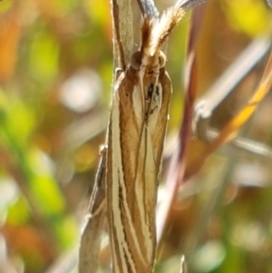 Hednota species near grammellus at Fraser, ACT - 9 Mar 2021