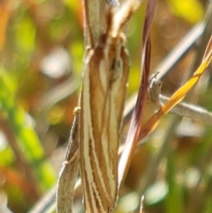 Hednota species near grammellus at Fraser, ACT - 9 Mar 2021