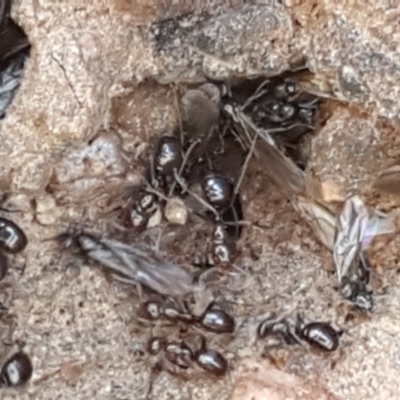 Papyrius sp. (genus) (A Coconut Ant) at Dunlop Grasslands - 9 Mar 2021 by tpreston