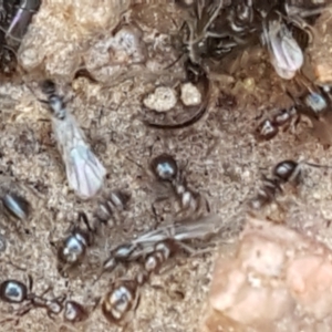 Papyrius sp. (genus) at Fraser, ACT - 9 Mar 2021