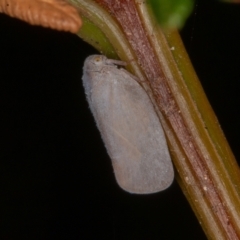 Anzora unicolor (Grey Planthopper) at Paddys River, ACT - 8 Mar 2021 by rawshorty